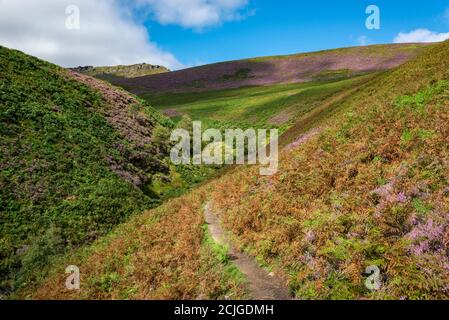 Pfad entlang Fairbrook, der zum nördlichen Rand von Kinder Scout, Peak District, Derbyshire, England führt. Heidekraut in Blüte auf den Moorhängen. Stockfoto