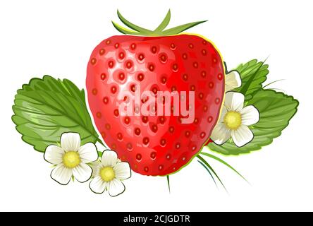 Erdbeeren mit Blumen und Blättern. Eins. Vektorgrafik isoliert auf weißem Hintergrund. Große reife rote Beere. Logo, Etikett. Stock Vektor