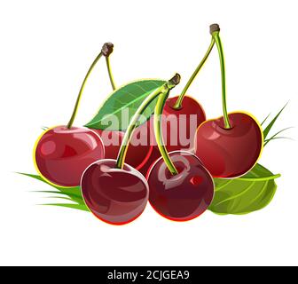 Eine Handvoll Kirschen. Isolierte Vektorobjekte. Abbildung. Mehrere reife Beeren mit Stielen und Blättern werden in einem Stillleben gesammelt. Stock Vektor