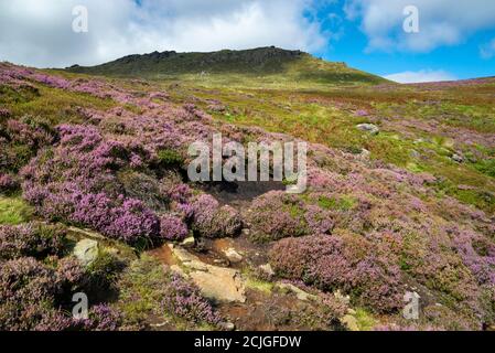 Heather in Flower below Fairbrook Naze on Kinder Scout, Peak District, Derbyshire, England. Stockfoto