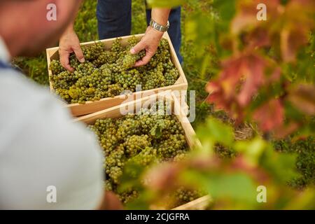 Weinbergsarbeiter legen Trauben vorsichtig in Holzbehälter Stockfoto