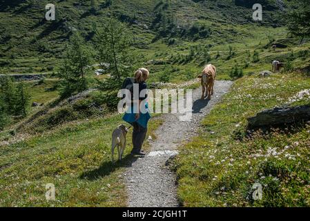 Wanderer im Nationalpark hohe Tauern mit Hund auf Leine, um Konflikte mit den Kühen auf dem zu vermeiden Wiesen Stockfoto