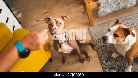 Zwei Hunde amstaff Terrier sitzen drinnen und schauen auf Besitzer Hand halten Leckerbissen. Stockfoto