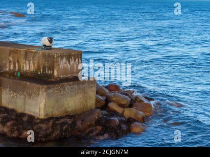 Schafe am Pier, Isle of Arran, Schottland Stockfoto