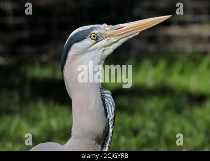 Graureiher (ardea cinerea) Schlucken Stockfoto