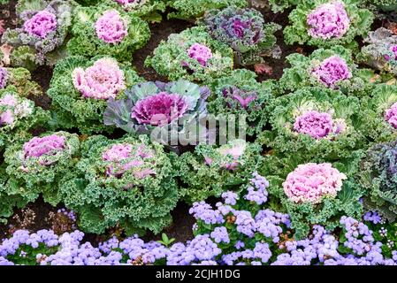 Draufsicht auf bunte und schöne dekorative Kohl. Verschiedene dekorative Kohl. Stockfoto