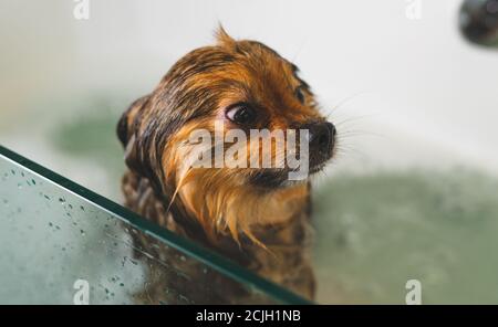 Verängstigt pommerschen Hund im Bad. Friseursalon. Stockfoto