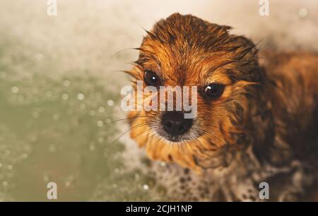 Pommerschen Hund im Bad. Friseursalon. Stockfoto