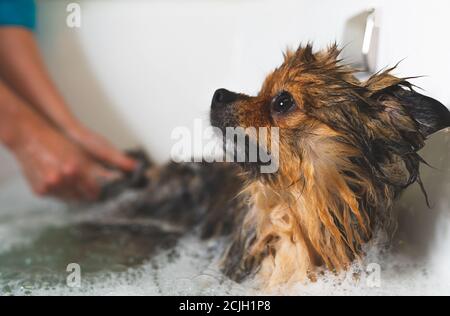 Pommerschen Hund im Bad. Friseursalon. Stockfoto