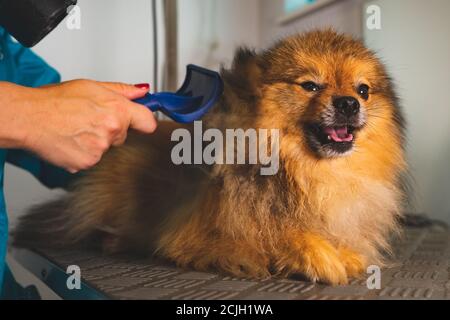 Putzen des pommerschen Hundes im Pflegesalon. Stockfoto