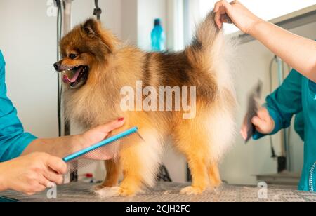 Putzen des pommerschen Hundes im Pflegesalon. Stockfoto