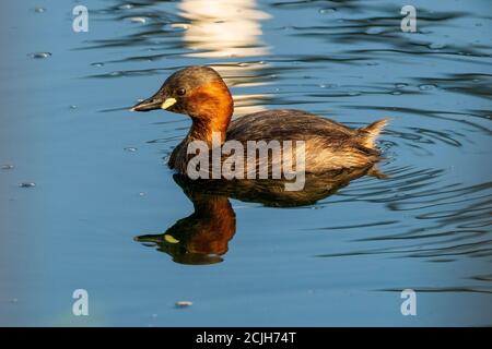 Kleine Grebe Tachybaptus ruficollis Costa Ballena Cadiz Spanien Stockfoto