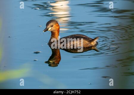 Kleine Grebe Tachybaptus ruficollis Costa Ballena Cadiz Spanien Stockfoto