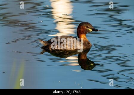 Kleine Grebe Tachybaptus ruficollis Costa Ballena Cadiz Spanien Stockfoto