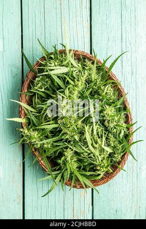 Marihuana Knospen Blüten von Cannabis im Korb auf grünen Holztisch. Draufsicht. Stockfoto