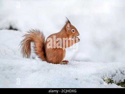 Eichhörnchen im Schnee Stockfoto