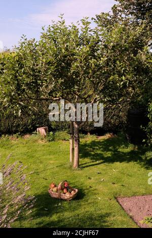 Reife Äpfel, Schleppen, Apfelernte, Kinder Orange, Desert Apple, Country Garden, halb Standard Baum, Apfel essen, Ernte, Cheshire, England Großbritannien Stockfoto