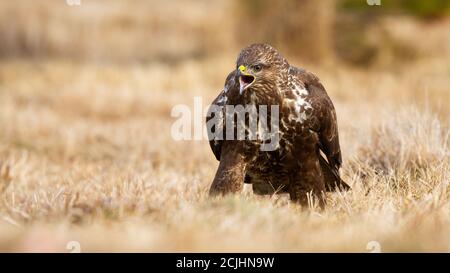 Wilder Bussard, der im Herbst auf der Wiese kreischt. Stockfoto