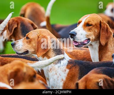 Belvoir, Grantham, Lincolnshire, Großbritannien - die Foxhounds von Belvoir Hunt Stockfoto