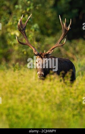 Männliche Rothirsch Hirsch versteckt in hohen grünen Vegetation in Vertikale Zusammensetzung Stockfoto