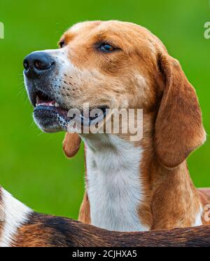 Belvoir, Grantham, Lincolnshire, Großbritannien - die Foxhounds von Belvoir Hunt Stockfoto