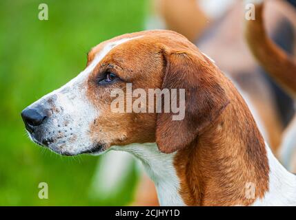 Belvoir, Grantham, Lincolnshire, Großbritannien - die Foxhounds von Belvoir Hunt Stockfoto