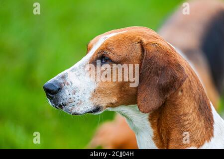 Belvoir, Grantham, Lincolnshire, Großbritannien - die Foxhounds von Belvoir Hunt Stockfoto