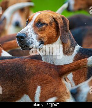 Belvoir, Grantham, Lincolnshire, Großbritannien - die Foxhounds von Belvoir Hunt Stockfoto