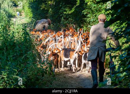 Vale of Belvoir - die Belvoir Jagd Foxhounds auf früh Morgendliche Hundeübung Stockfoto