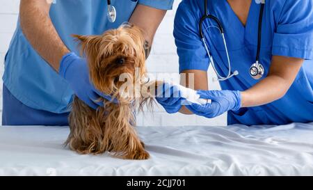 Nahaufnahme des Tierarztes Doc mit Krankenschwester, die die Pfote des Hundes verband Tierklinik Stockfoto