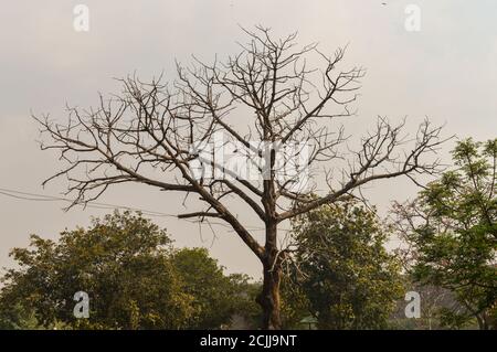 Ein großer Baum, der außerhalb des Zoos und alten Fort mit Himmel befindet. Stockfoto