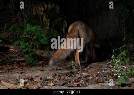 Fuchs in der Nacht von hinten weg Stockfoto
