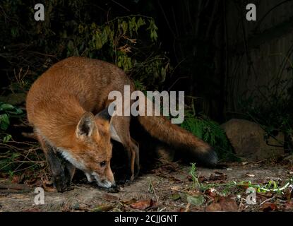 Fuchs in der Nacht, Körper gewellt rund mit dem Mund offen essen vom Boden Stockfoto