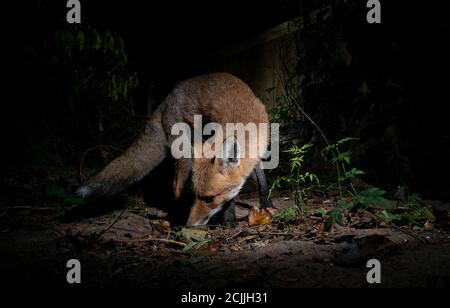 Fuchs in der Nacht, Körper gewellt rund mit dem Mund offen essen vom Boden Stockfoto