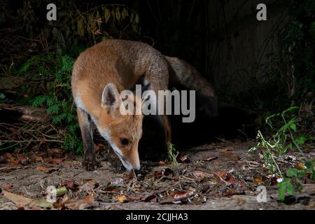 Fuchs in der Nacht Körper gewellt mit Kopf auf dem Boden Stockfoto