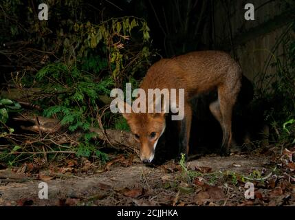 Fox in der Nacht schnüffelt den Boden, auf der Suche nach Nahrung Stockfoto