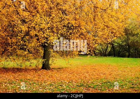 Herbstlandschaft, Herbstpark mit gefallenen Blättern, sanfte Fokussierung Verarbeitung - schöne Herbstlandschaft bei bewölktem Wetter Stockfoto