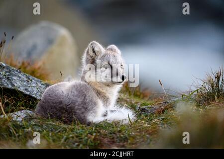 Süßes wildes arktisches Fuchsjunge (Vulpes lagopus) in den Dovre Bergen, Norwegen Stockfoto