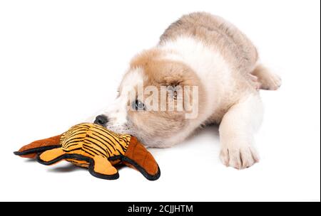 Central Asian Shepherd Dog - Welpe mit einem Spielzeug weiß Hintergrund Stockfoto