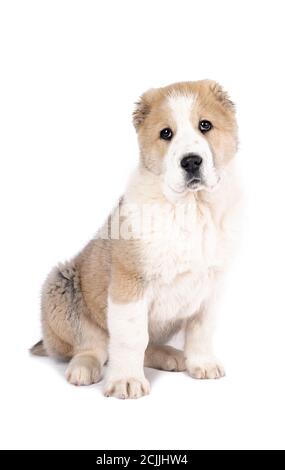 Central Asian Shepherd Dog pelzigen Welpen weißen Hintergrund Stockfoto