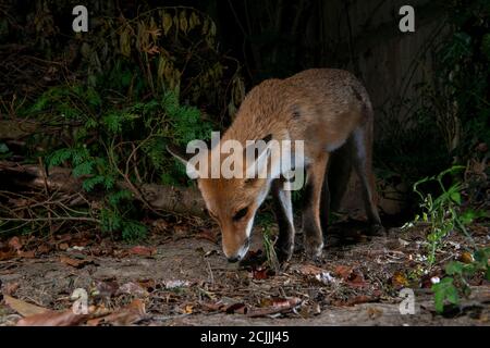 Fox in der Nacht mit Kopf nach unten auf der Suche nach Essen Stockfoto