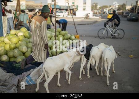 Ziegen auf den Straßen von St. Louis, Senegal Stockfoto