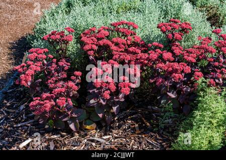 Sedum tephium 'Xenox' eine Sommer Herbst dunkel lila mehrjährige Blume Pflanze allgemein bekannt als Steinbrock Stock Foto Bild Stockfoto