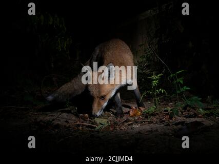 Fox in der Nacht schnüffelt den Boden Stockfoto