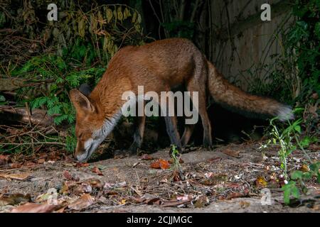 Fuchs in der Nacht, mit geschlossenen Augen, die den Boden schnüffeln Stockfoto