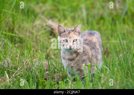 Wilde Wildkatze im grünen Gras schaut in die Kamera Für ein Porträt in Südafrika Stockfoto