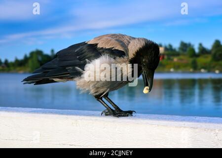 Männliche Kapuzen-Krähe, Corvus cornix, Nahaufnahme essen eine Cashewnuss auf einem weißen Holzgeländer mit schönen Landschaft am Meer im Hintergrund. Stockfoto