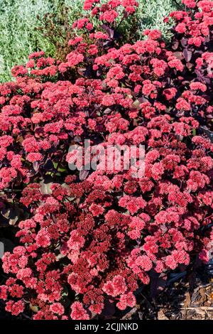 Sedum tephium 'Xenox' eine Sommer Herbst dunkel lila mehrjährige Blume Pflanze allgemein bekannt als Steinpfropfen Stockfoto