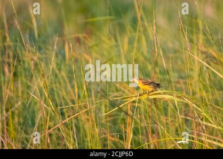 Boblink Vogel im nicht brütenden Gefieder Barsche auf Wiesengras Stockfoto