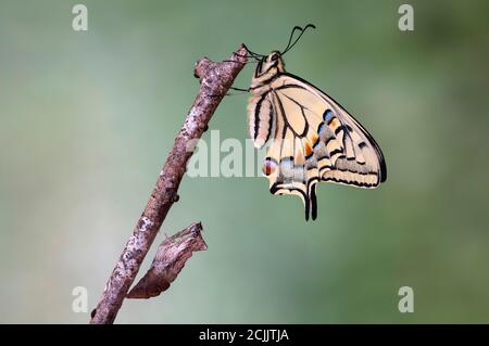 Frisch geschlüpfter Schwalbenschwanz der Alten Welt (Papilio machaon) über seiner leeren Puppenmuschel, Schweiz Stockfoto